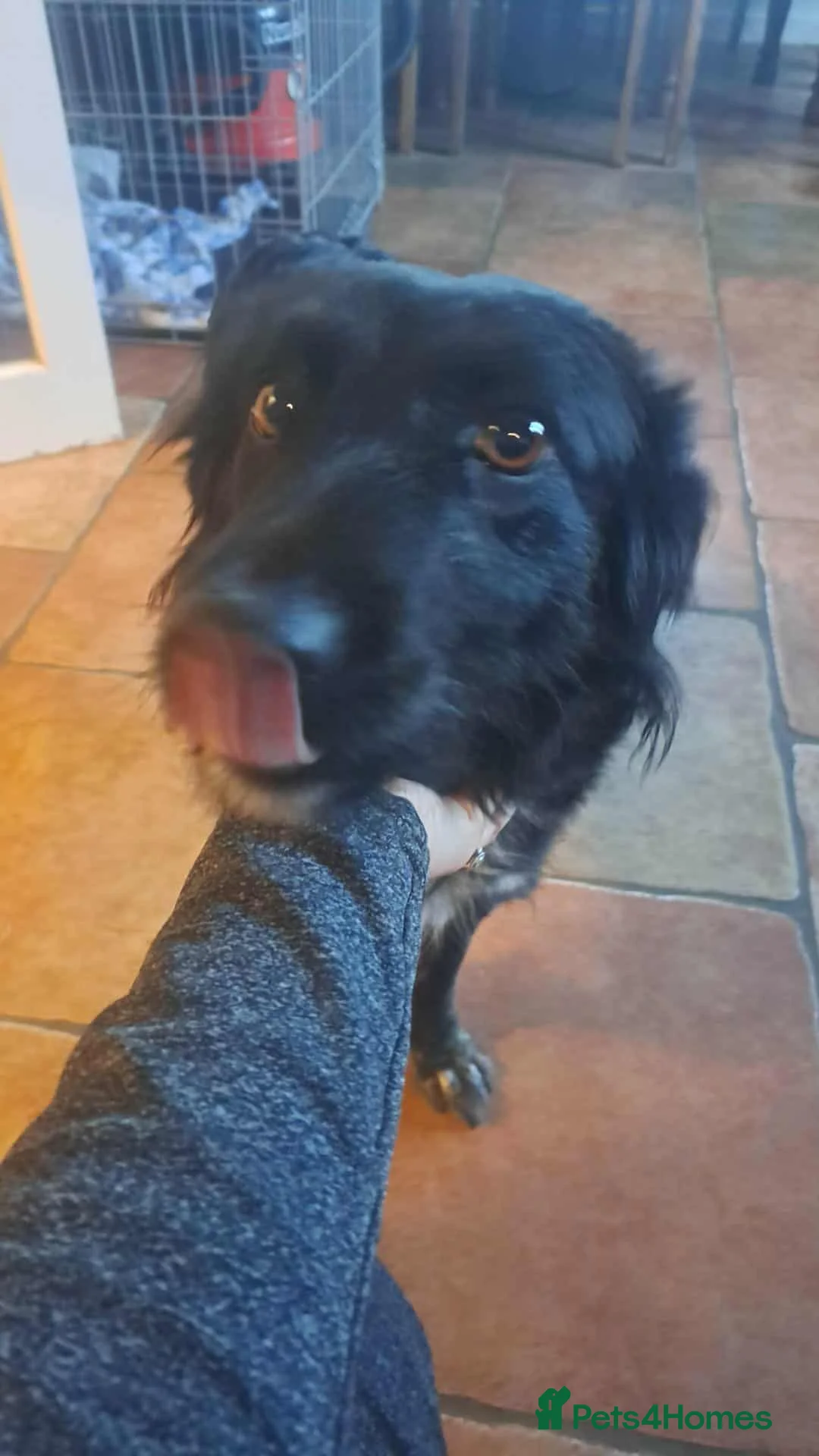 Mixed Breed dogs for adoption: TILLY (All black girl) - Advert 12