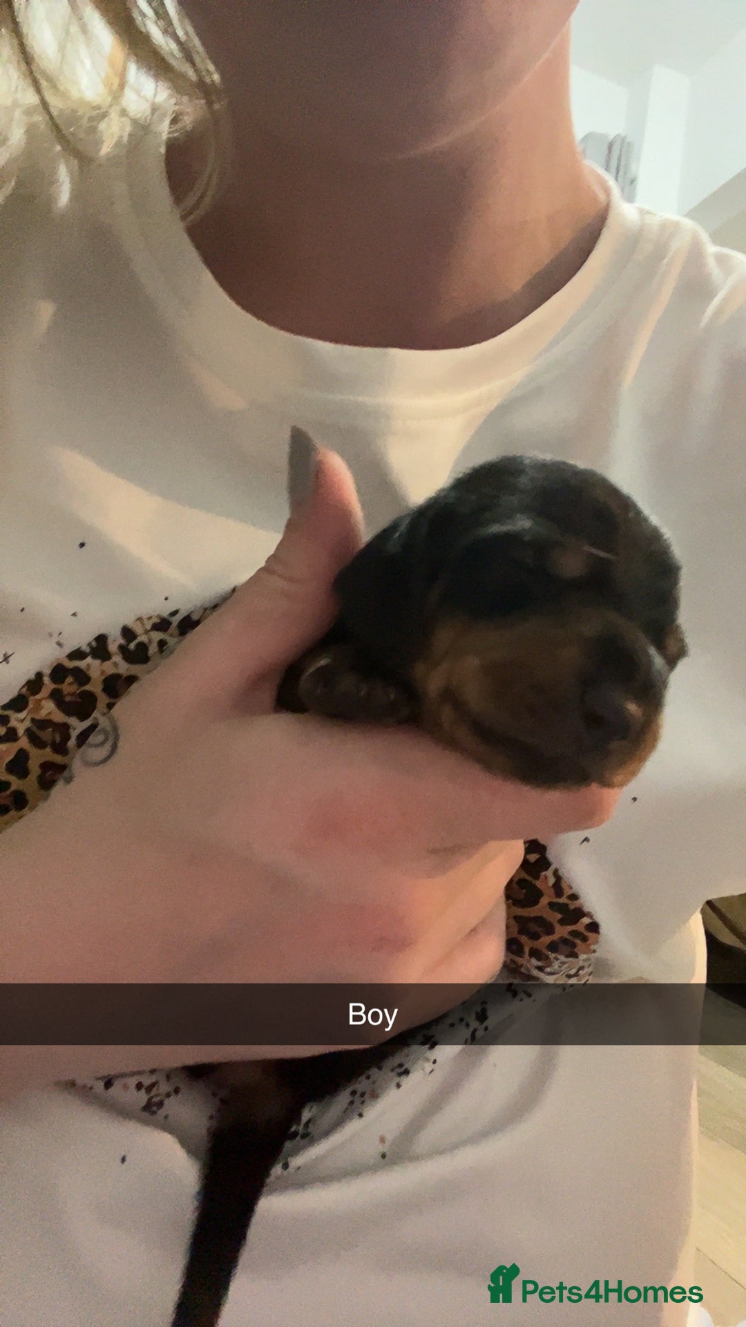 Dachshund dogs for sale: Dachounds - Image 6