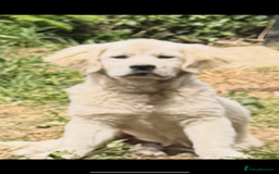 Golden Retriever dogs for sale: Fluffy, teddy bear, Kc Reg Golden Retriever Boy - Image 3