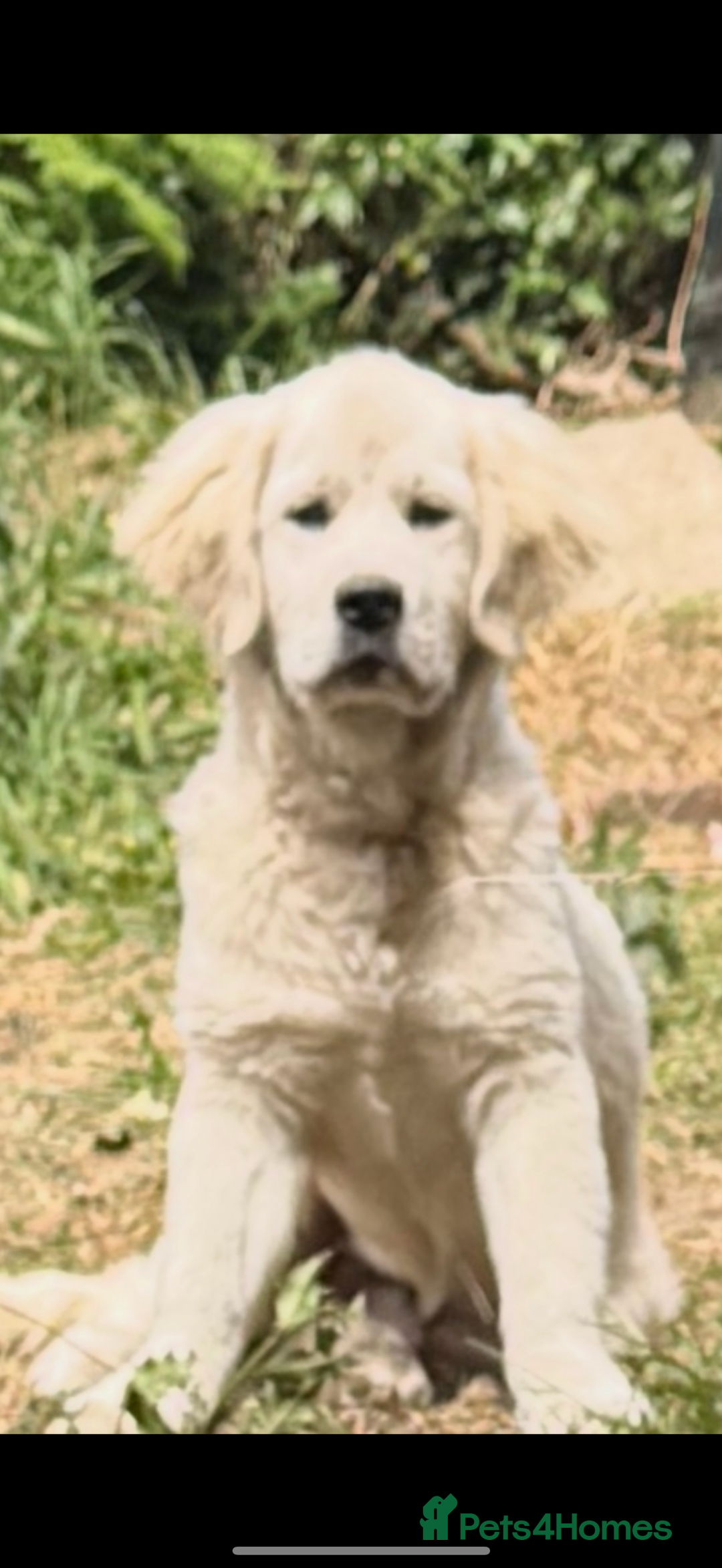 Golden Retriever dogs for sale: Fluffy, teddy bear, Kc Reg Golden Retriever Boy - Image 3