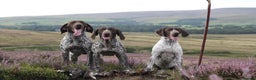 German Shorthaired Pointer dogs for stud: Outstanding example of a working Gsp in Lancaster - Advert 13