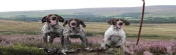 German Shorthaired Pointer dogs for stud: Outstanding example of a working Gsp in Lancaster - Advert 13