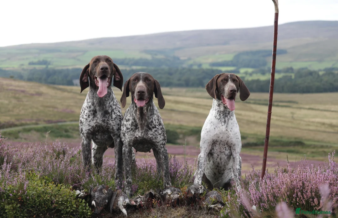 German Shorthaired Pointer dogs for stud: Outstanding example of a working Gsp in Lancaster - Advert 13
