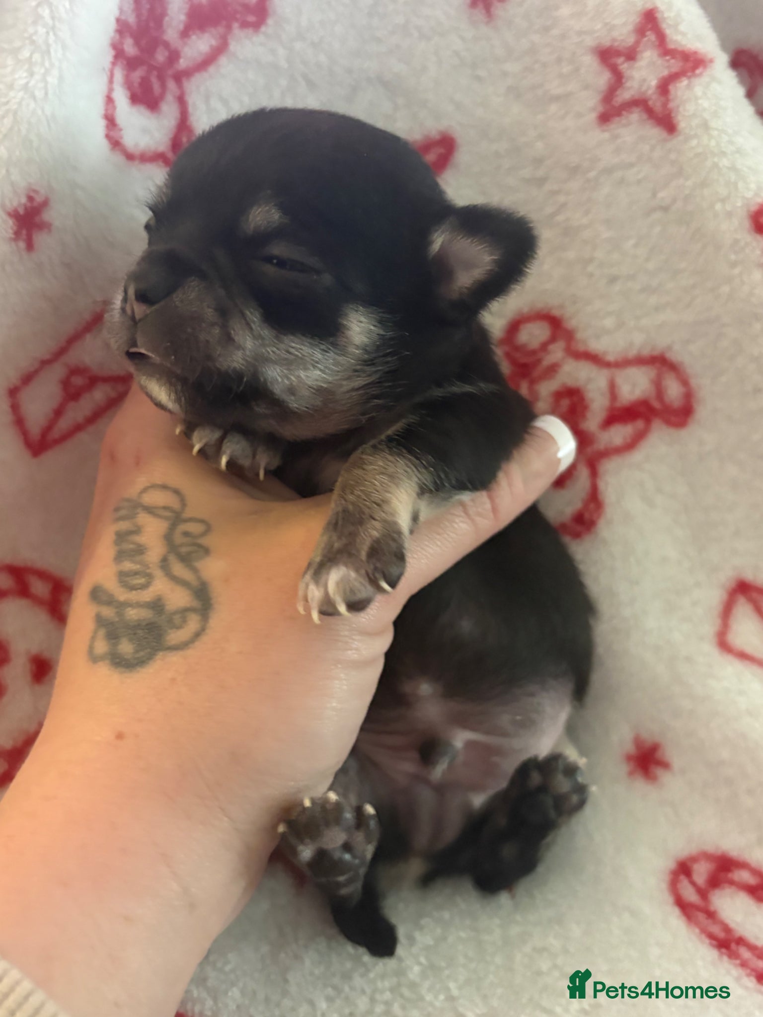 Chihuahua dogs Chihuahua puppies  - Advert 12