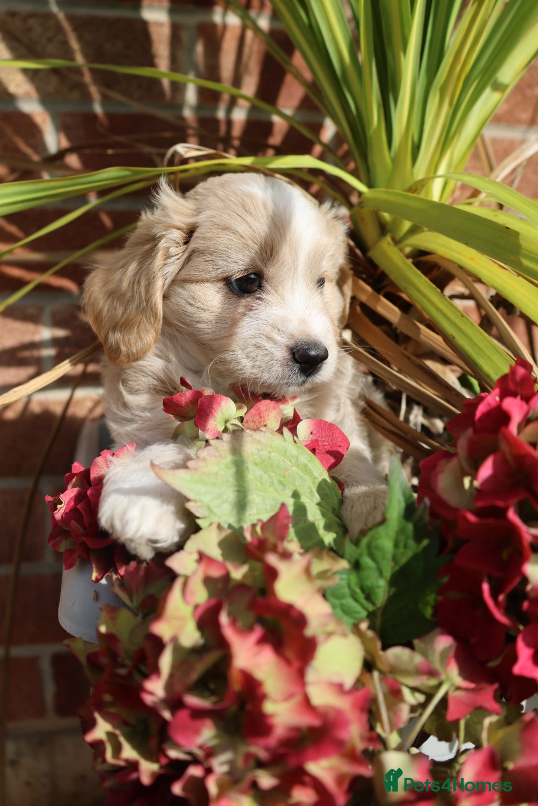 Maltipoo dogs for sale: Beautiful Maltipoo Babies - Image 30