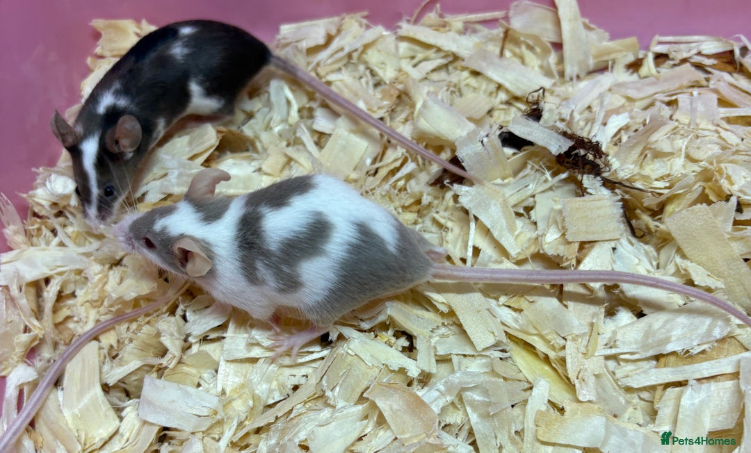 Mouse rodents for sale: Female baby mice ready now  - Image 28
