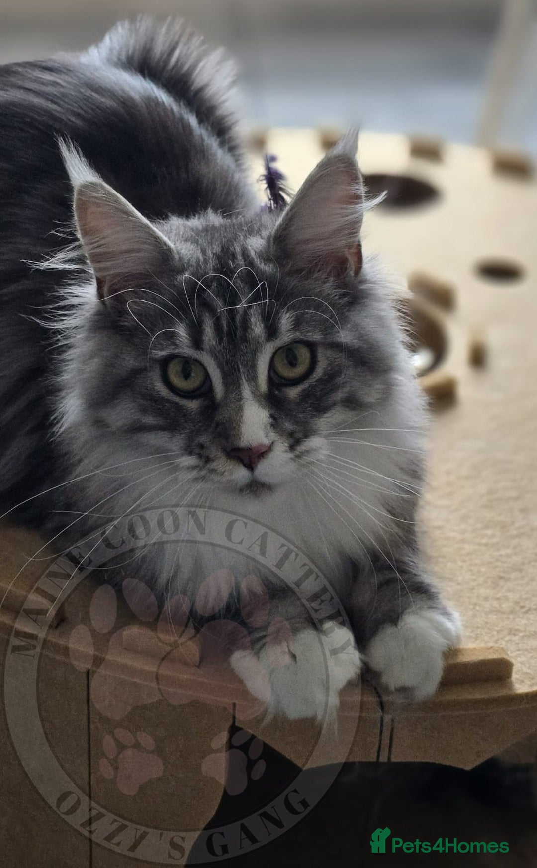 Maine Coon cats for sale: Pure Bred Maine Coon "Pipi" - For Sale - Image 4