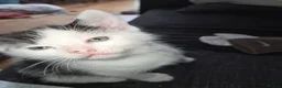 Domestic Shorthair cats for sale: Male kittens for sale - Advert 3
