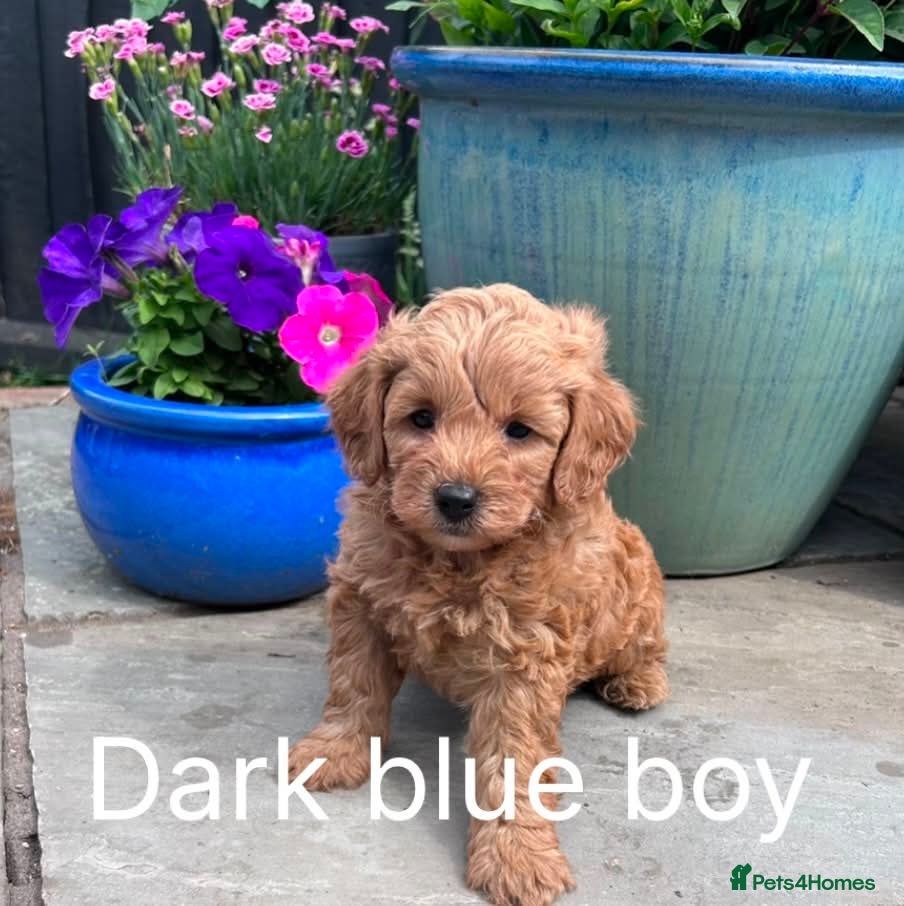Maltipoo dogs Stunning Maltipoo Puppies – Health Checked Parents - Advert 1