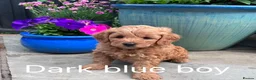 Maltipoo dogs for sale: Stunning Maltipoo Puppies – Health Checked Parents - Advert 1