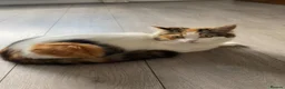 Mixed Breed cats for sale: Three beautiful kittens  - Advert 7