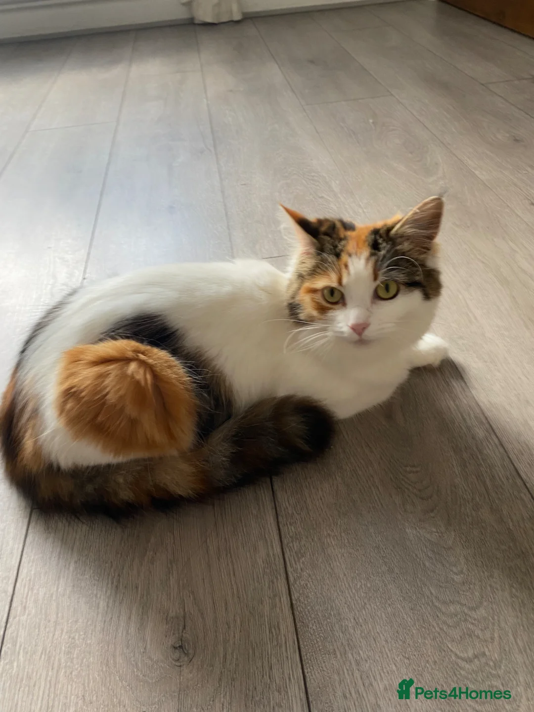 Mixed Breed cats for sale: Three beautiful kittens  - Advert 7