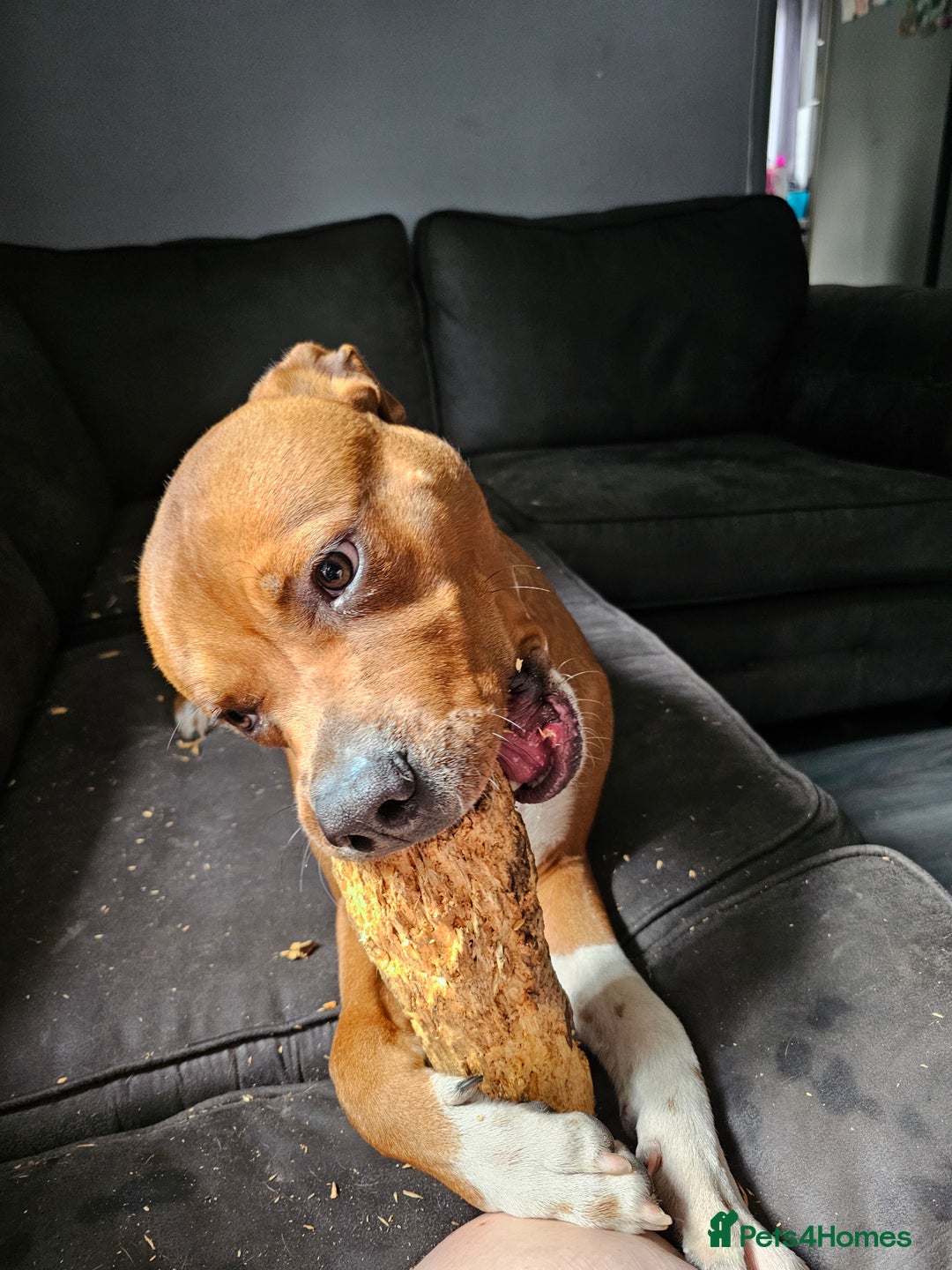 Mixed Breed dogs for sale: Male Staffy  ** tiff x Ridgeback 1 year old - Advert 11