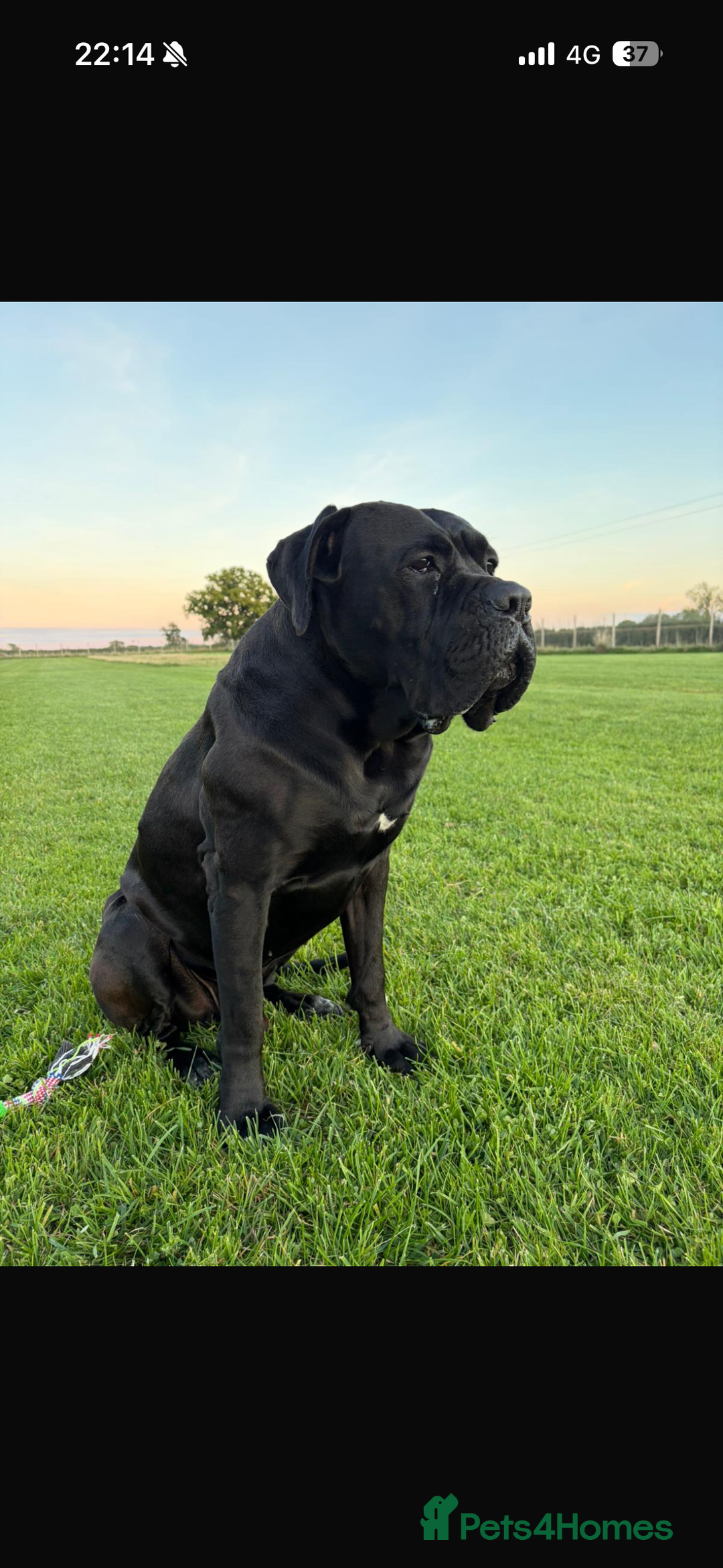 Cane Corso dogs for sale: Cane Corso - Advert 4