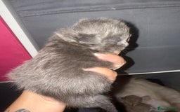 Ragdoll cats for sale: Ragdoll x British blue ONE MALE - Image 15