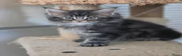 Maine Coon cats for sale: Beautiful Male Maine Coon kittens - Advert 4