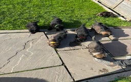 German Shepherd dogs for sale: Beautiful Litter of German Shepherd Puppies - Image 30