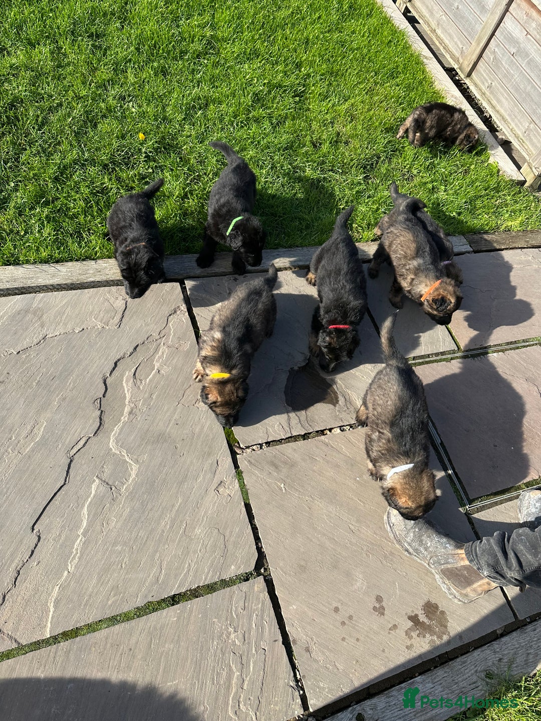German Shepherd dogs for sale: Beautiful Litter of German Shepherd Puppies - Image 30