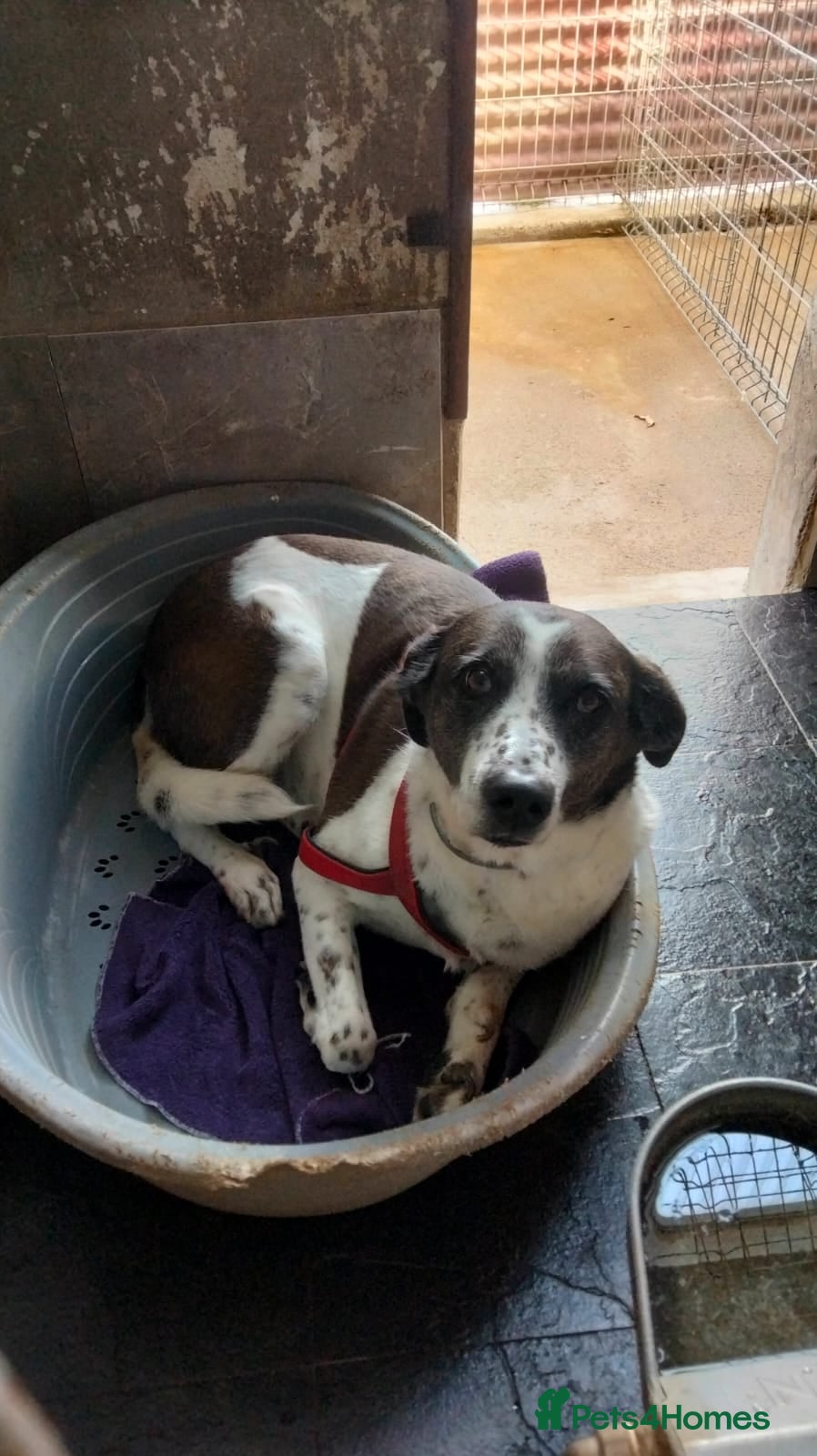 Mixed Breed dogs Lula, A Gentle Soul Looking for Her Person - Advert 2