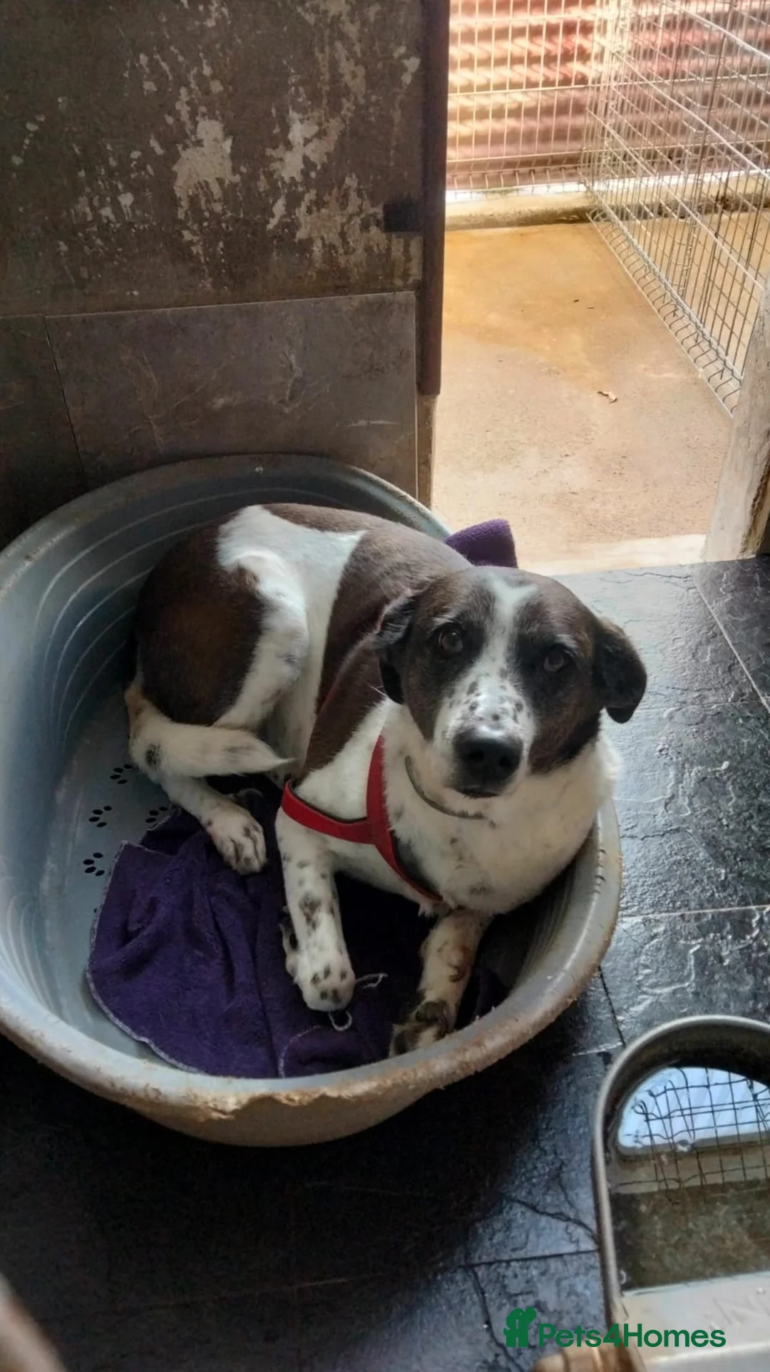 Mixed Breed dogs for adoption: Lula, A Gentle Soul Looking for Her Person - Advert 1