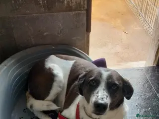 Mixed Breed dogs Lula, A Gentle Soul Looking for Her Person - Advert 2