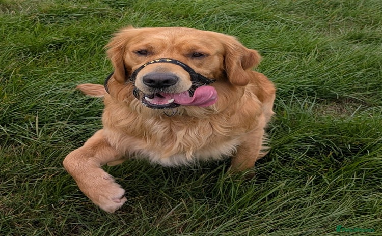 Golden Retriever dogs - Advert 1