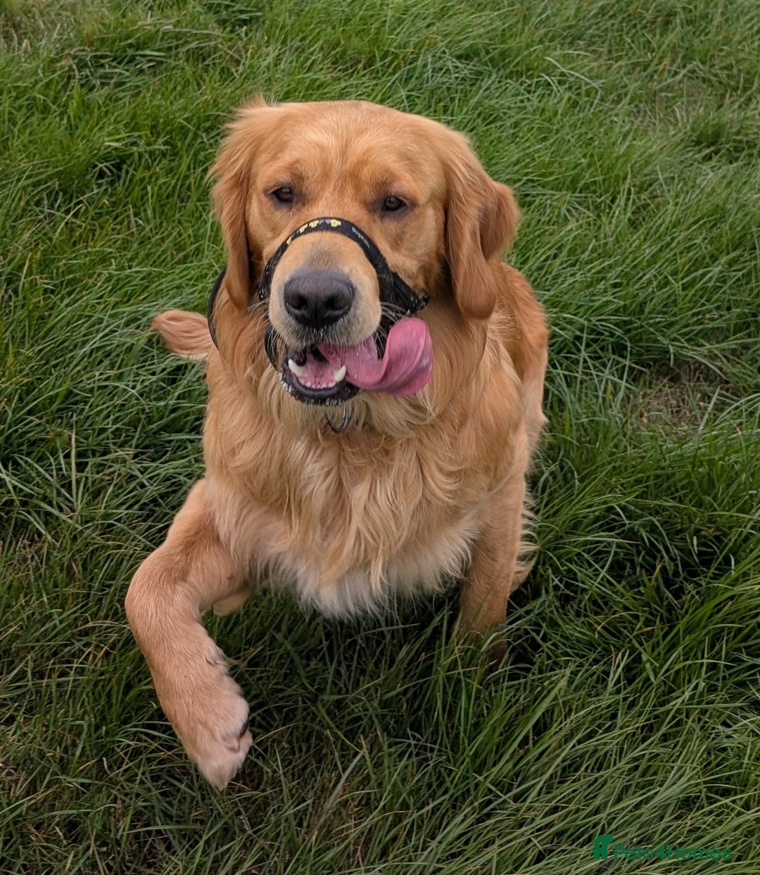 Golden Retriever dogs for stud: KC health and hip check golden retriever  - Image 1
