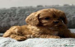 Cavapoo dogs for sale: Beautiful red cavapoo puppies for sale - Advert 3