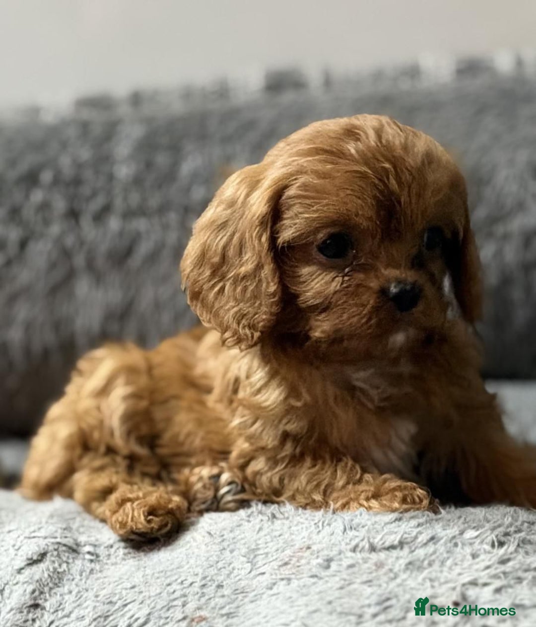 Cavapoo dogs for sale: Beautiful red cavapoo puppies for sale - Advert 3