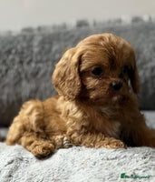 Cavapoo dogs Beautiful red cavapoo puppies for sale - Advert 12