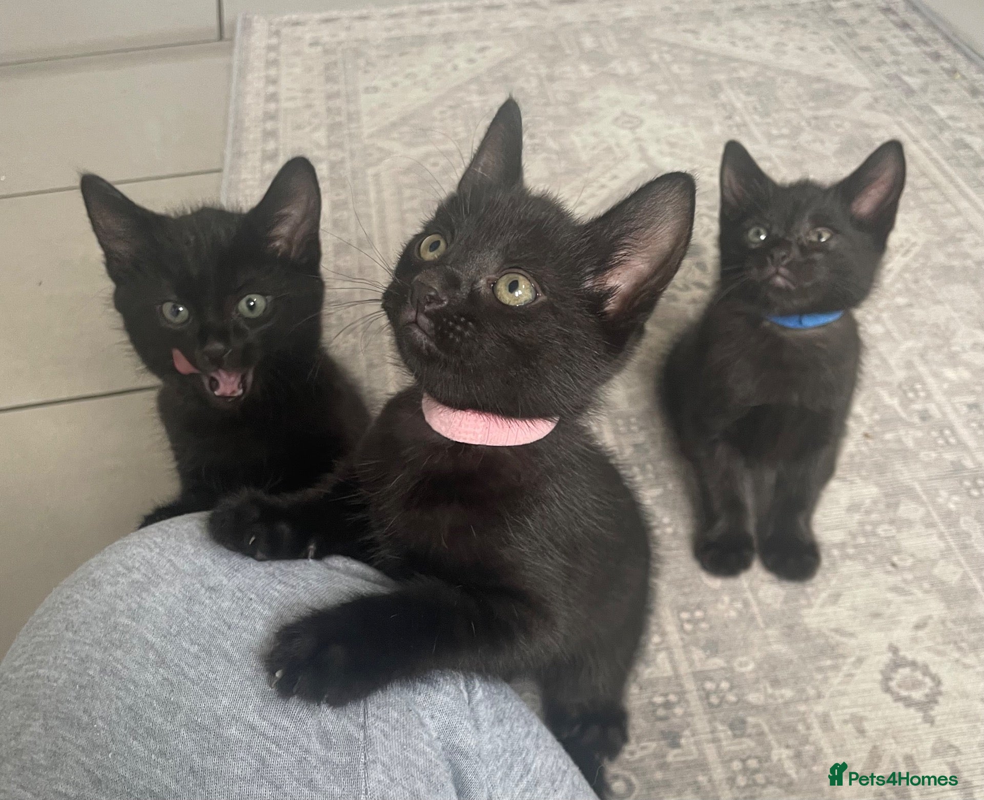 Mixed Breed cats 🐾 6 LOVELY, FRIENDLY KITTENS – 5 BOYS & 1 GIRL 🐾 - Advert 1