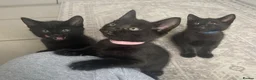 Mixed Breed cats for sale: 🐾 6 LOVELY, FRIENDLY KITTENS – 5 BOYS & 1 GIRL 🐾 - Advert 1
