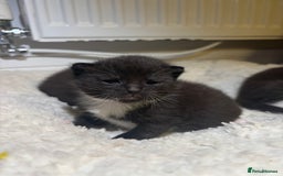 Mixed Breed cats for sale: 3 male tuxedo kittens  - Image 4