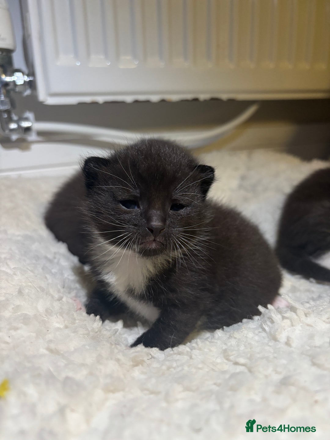 Mixed Breed cats for sale: 3 male tuxedo kittens  - Image 4