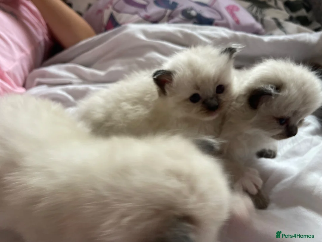 Ragdoll cats for sale: Beautiful Ragdolls for sale  in Halesowen - Advert 2