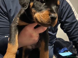 Rottweiler dogs Rotwellier puppies READY NOW SOLD - Advert 3