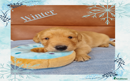 Australian Labradoodle dogs for sale: Stunning red F1b Australian Labradoodle puppies  - Image 25