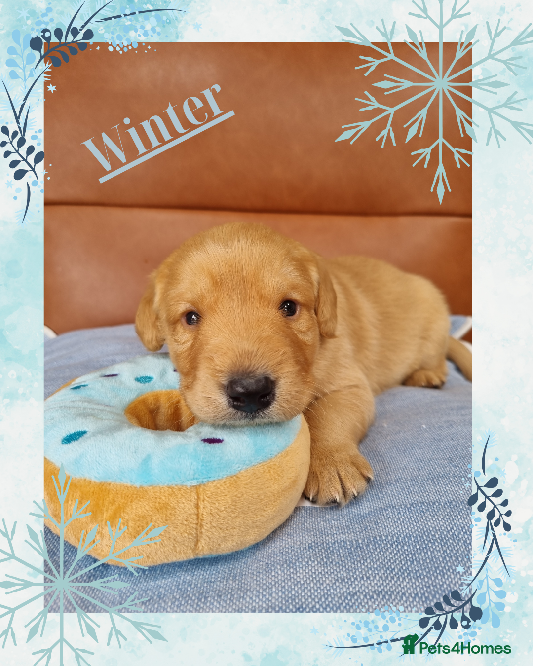 Australian Labradoodle dogs for sale: Stunning red F1b Australian Labradoodle puppies  - Image 25