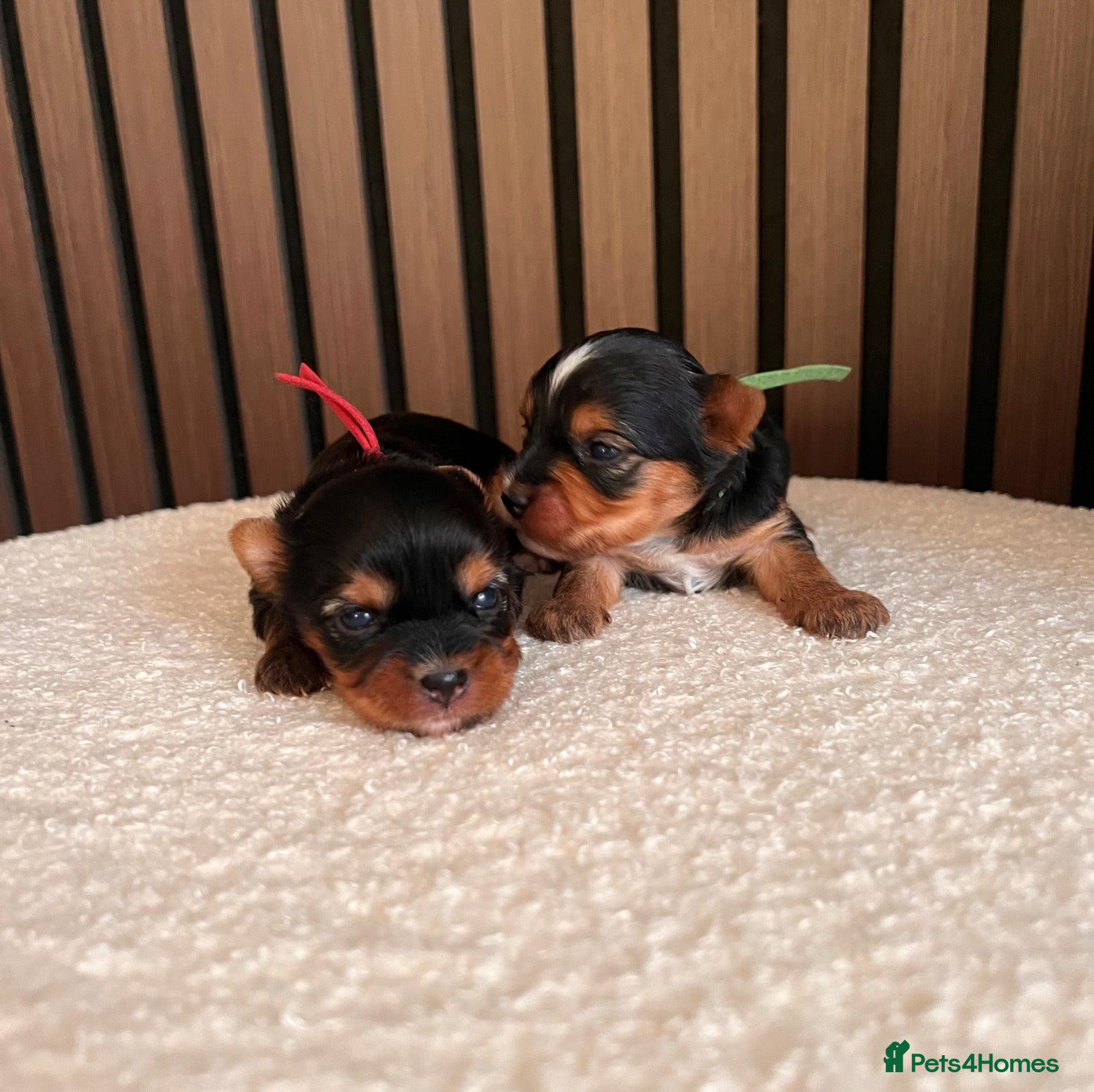 Yorkshire Terrier dogs ❣️ Beautiful Miniature Yorkshire Terrier Puppies❣️ - Advert 5