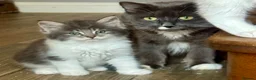 Mixed Breed cats for sale: Stunning Maine coon cross ragdoll kittens ready - Advert 1