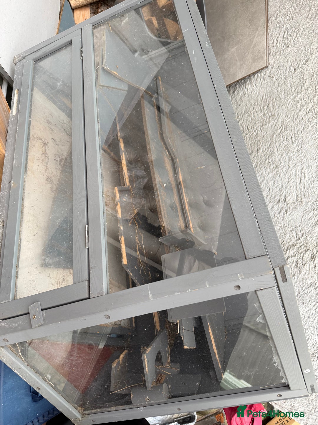 Mini Lop rabbits for sale: Lop & Lion head Rabbit  - Image 6