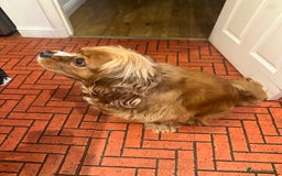 Cavalier King Charles Spaniel dogs for sale: Peanut 🥜 King Charles Cavalier Spaniel - Image 3
