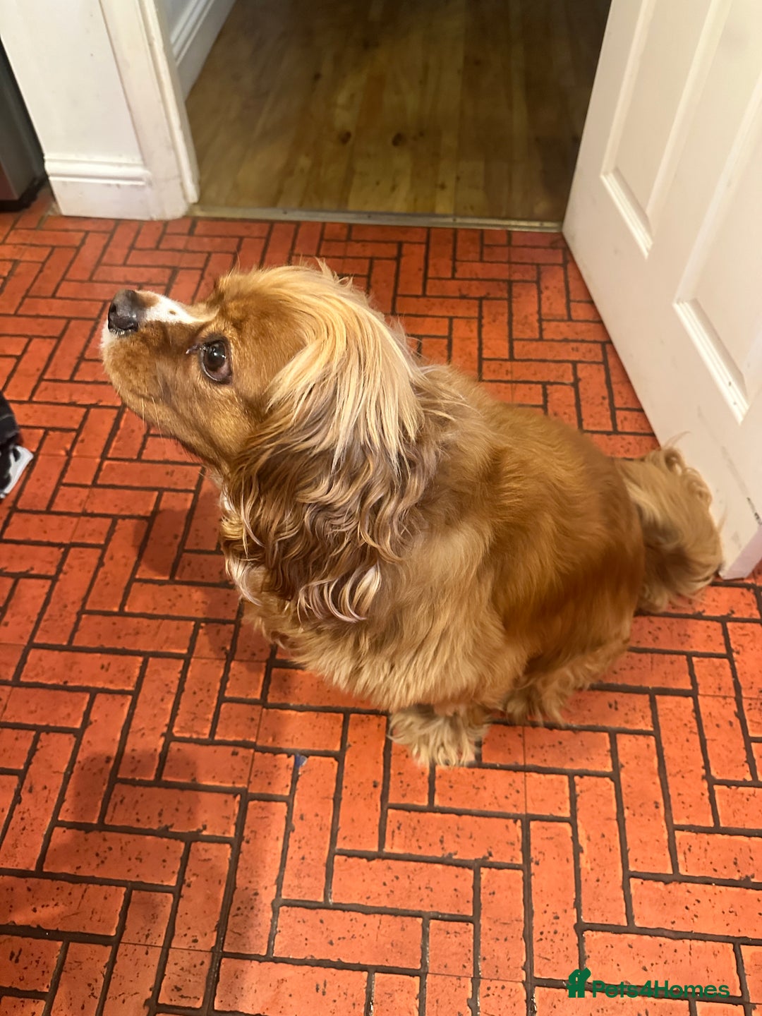 Cavalier King Charles Spaniel dogs for sale: Peanut 🥜 King Charles Cavalier Spaniel - Image 3