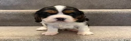 Cavalier King Charles Spaniel dogs for sale: Beautiful health tested cavalier King Charles  - Advert 4
