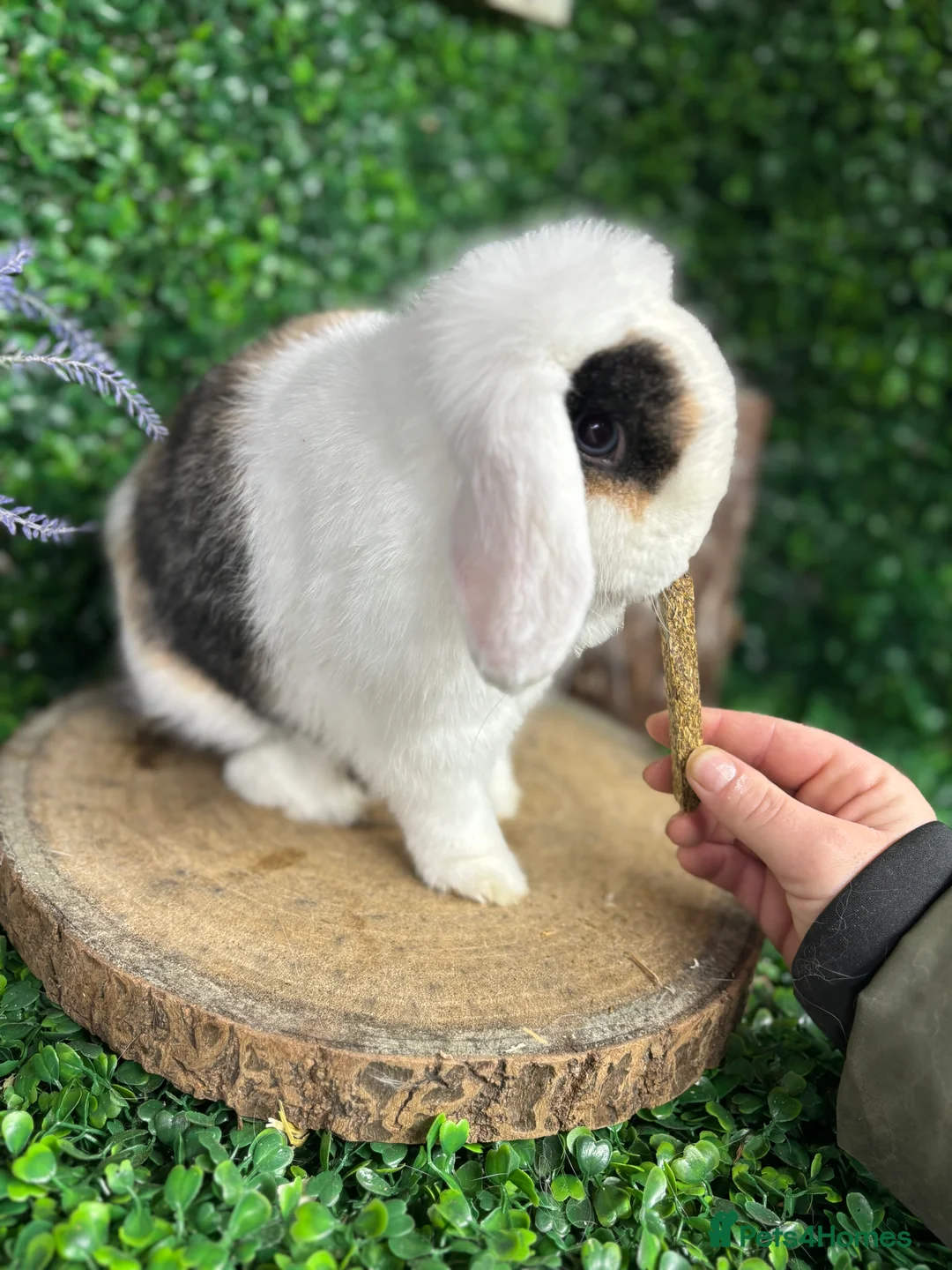 Mini Lop rabbits for sale: 🧡PEDIGREE MINILOPS🧡 - Advert 14
