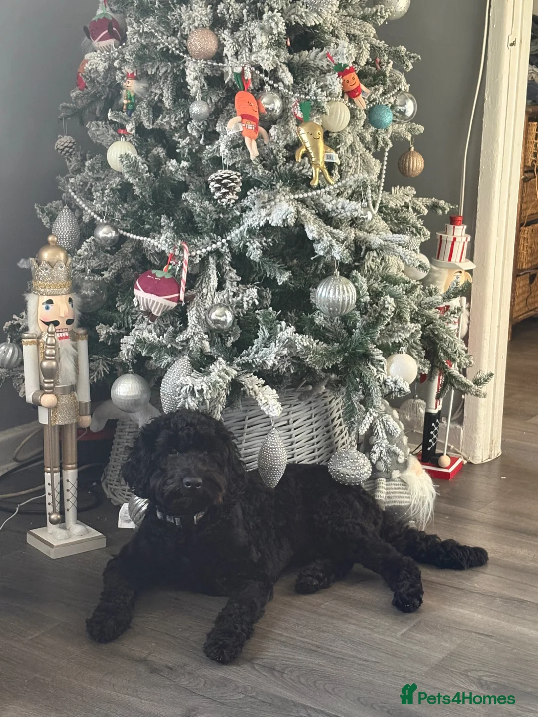 Cockapoo dogs for stud: Male cockapoo - Advert 1