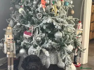 Cockapoo dogs Male cockapoo - Advert 7