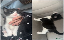 Domestic Shorthair cats for sale: Black and white kittens - Image 2