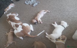 Mixed Breed dogs for sale: Lovely lily bullboxer  - Image 11