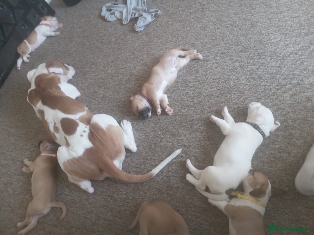 Mixed Breed dogs for sale: Lovely lily bullboxer  - Image 11